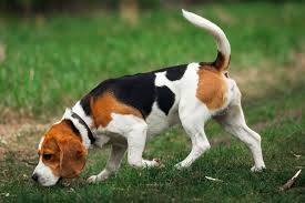 Maybe you would like to learn more about one of these? 15 Tricolor Dog Breeds Black Brown White All Over
