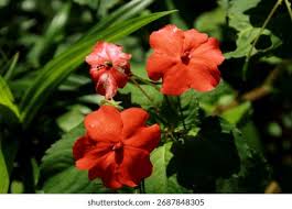 Image result for Balsaminaceae