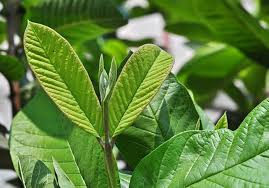 Image result for Psidium guajava
