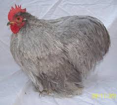 Check spelling or type a new query. Bantam Male Cochins International