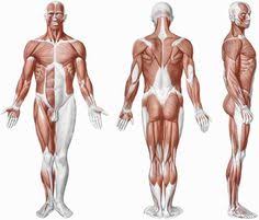 Thin man sequential human anatomy program medical. 8 Anatomical Overlays Ideas Anatomy For Artists Anatomy Art Human Figure
