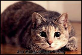 Tak selalu jadi pertanda baik, begini. 11 Arti Mimpi Dikejar Kucing Menurut Islam Dan Primbon