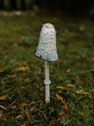 Image result for Coprinus sp.