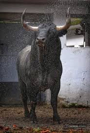 Pin By Kadder Righi On Toros De Lidia Animal Photography Bull Cow Majestic Animals