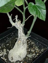Image result for Corallocarpus welwitschii