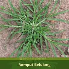 Resolusi layar smartphone ini semakin jelas semakin maju dan mengikuti perkembangan layar digital. 60 Pohon Gulma Atau Rumput Liar Lengkap Dengan Nama Dan Gambar Ciriciripohon Com