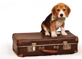 We consider elements such as dog breed, gender, size, and even breeder experience. Pet Taxi Waggy Walkys Pet Care Northern Virginia Maryland And Dc Dog Walking Dog Boarding Dog Daycare Pet Sitting