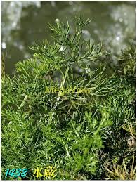 Image result for Parkeriaceae