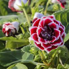 Fleur D Ombre Liste Ooreka