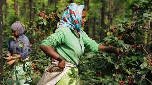 How Indian Coffee Farmers Are Adapting to Climate Change | LIT COFFEE | Lit  Coffee