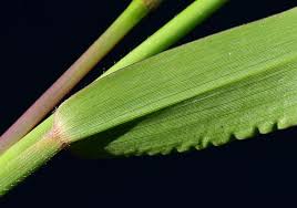 Image result for Urochloa platynota