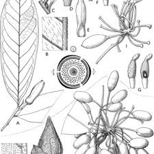 Image result for Annickia lebrunii