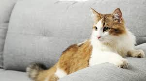Comment Retirer Les Traces Et Les Odeurs D Urine De Chat Sur Un Canape En Tissu Urine De Chat Pipi De Chien Odeur Urine