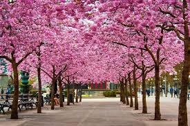 Hasil gambar untuk kebun bunga sakura high park