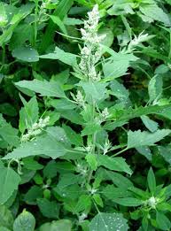Image result for Amaranthus praetermissus