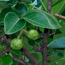 Image result for Xylocarpus