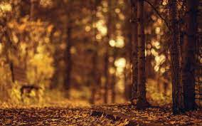 Nature Bench Blur Wallpaper 44620 Autumn Leaves Wallpaper Bokeh Wallpaper Yellow Leaf Trees