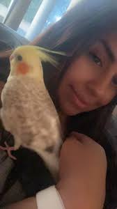 Our Werio flew away this morning towards Alkimos Coles Trinity. Pls if you  see her pls message me. She is a very loved member of our family.