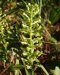 Image result for Habenaria dregeana