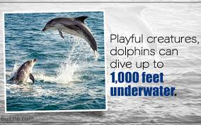 These Interesting Dolphin Food Facts Will Tell You What They Eat Animal Sake