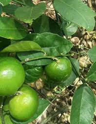 Image result for Citrus × aurantiifolia