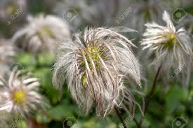 Check spelling or type a new query. Fluffy Heads Of Clematis Seeds In Late Summer Or Autumn Faded Stock Photo Picture And Royalty Free Image Image 141990396