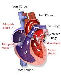 Herz Kreislauf System Beschreibung Und Funktionen