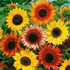 Autumn Beauty Sunflower Flower Seeds Growing Sunflowers From Seed Autumn Beauty