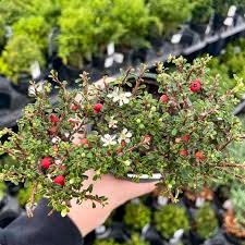 Image result for Cotoneaster microphyllus