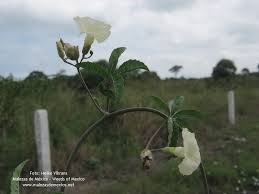 Image result for Merremia quinquefolia