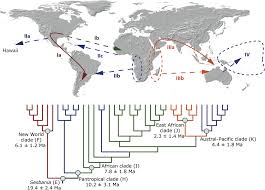 Image result for Sesbania quadrata
