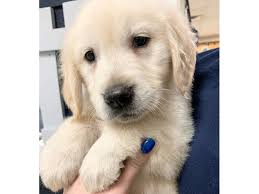 However, rescuing a golden retriever from a golden retriever rescue is a bit different from adopting a young puppy from a breeder. Golden Retriever Puppies Pets N Pals Staunton Va