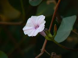 Image result for Ipomoea marginata
