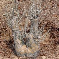 Image result for Sesamothamnus lugardii