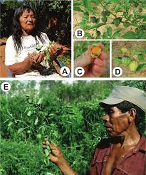 Image result for Physalis viscosa