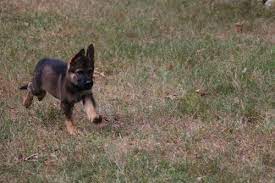 Maybe you would like to learn more about one of these? Sable German Shepherd Puppies For Sale 2018 Litters Hayes Haus