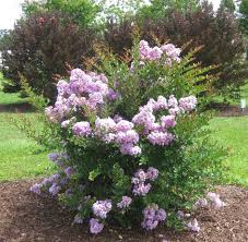 'acoma' crape myrtle is a weeping type of landscape tree that has slightly drooping branches and flower clusters. New Smaller Crape Myrtles Suit Today S Landscapes