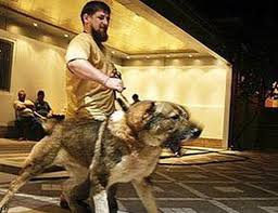 You will hear a reporter asking ramzan kadyrov whether all these man had submitted. Putin Loyalist Kadyrov Unleashed On Russian Traitors Bbc News