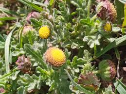 Image result for Grangea maderaspatana