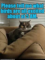 I Can T Sleep With All Of That Racket Cant Sleep Funny Cant Sleep Quotes Funny Sleep Quotes Funny