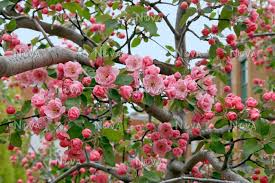 Although brandywine crabapple trees are generally hardy in u.s. Malus Brandywine Media Database