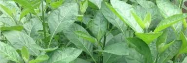 Image result for Vernonia amygdalina