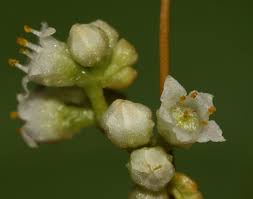 Image result for Cuscuta australis