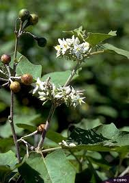 Image result for Solanum torreanum