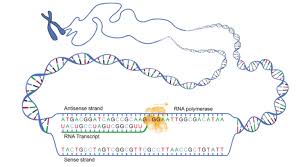 Transcription Vs Translation Transcription And Translation Dna Transcription Molecular Genetics