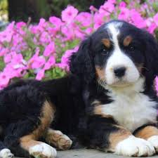 Bernese mountain dog puppies for sale; Bernese Springer Spaniel Puppies For Sale Greenfield Puppies