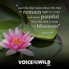 Wisdom Quotes And The Day Came When The Risk To Remain Flickr