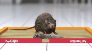 Gam tikus sold in lelong comes from categories Lem Tikus Lebih Efektif Dibanding Racun Dan Perangkap Tikus Ini Alasannya Tribunnews Com Mobile