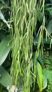 Image result for Psychotria pumila