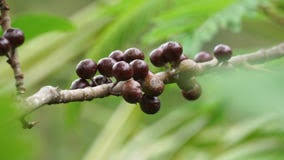 Image result for Ficus ottoniifolia